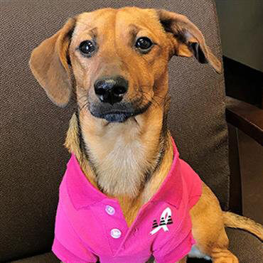 Triple A Team Scrappy the Shop Dog